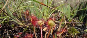 sundew-917114_1280