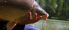 etangs de bonnevaux terres de berlioz poisson