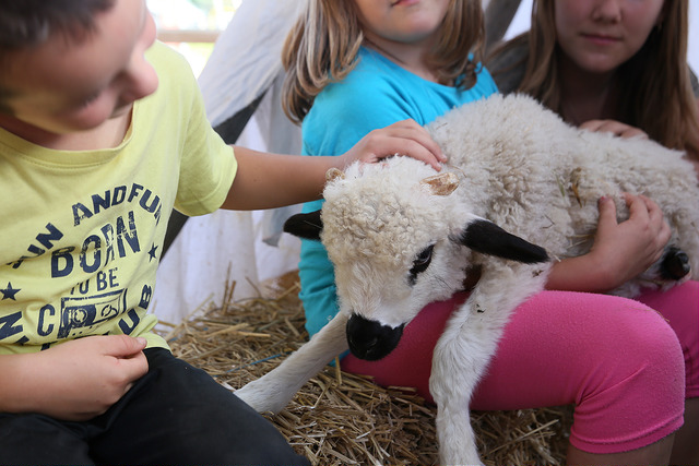 visite pédagogique de ferme bièvre isere rhone alpes