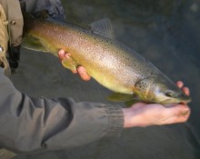 Pêche sur l'Oron