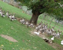 Ferme des Terres Blanches