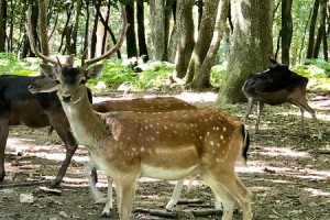 Parc naturel de Chambaran