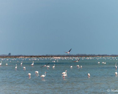Sortie en Camargue